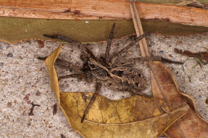 Lycosa_godeffroyi_D7203_Z_89_Kidmans camp_Australie.jpg